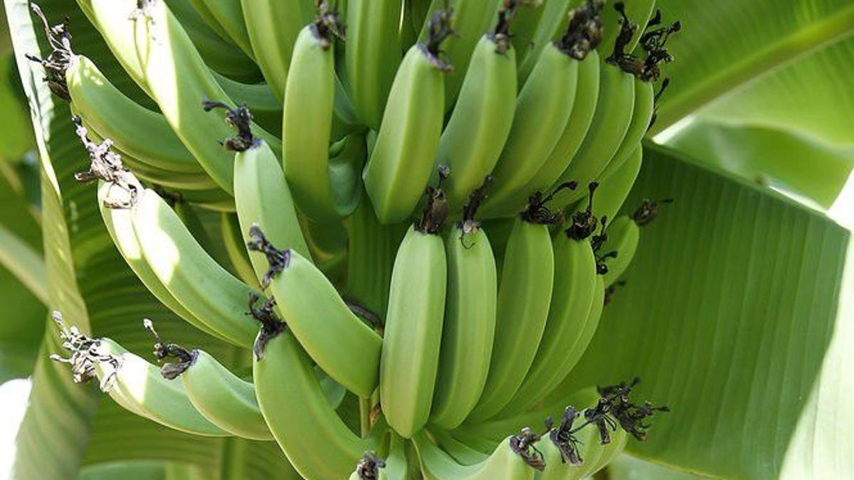 banana plants answers to all your questions about care pruning and harvesting fruit home garden nola com