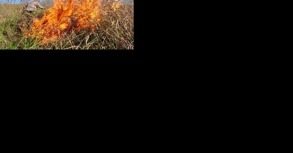 Fire emerges as an ally in the fight to save Louisiana's marsh - Vimarsana News