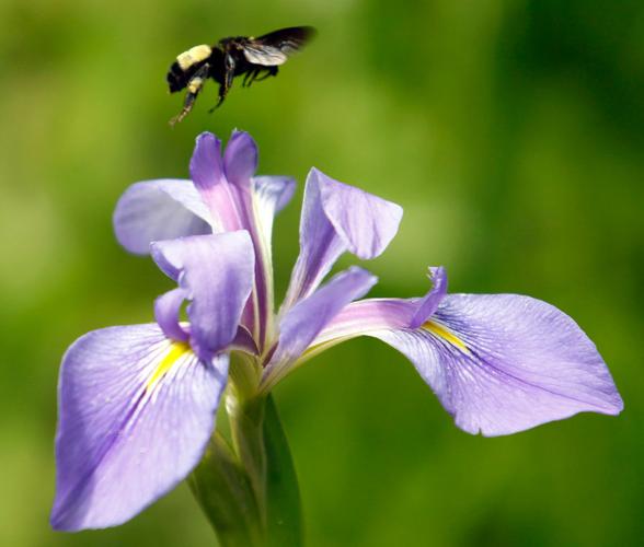 8 places to see Louisiana irises in bloom in New Orleans and beyond