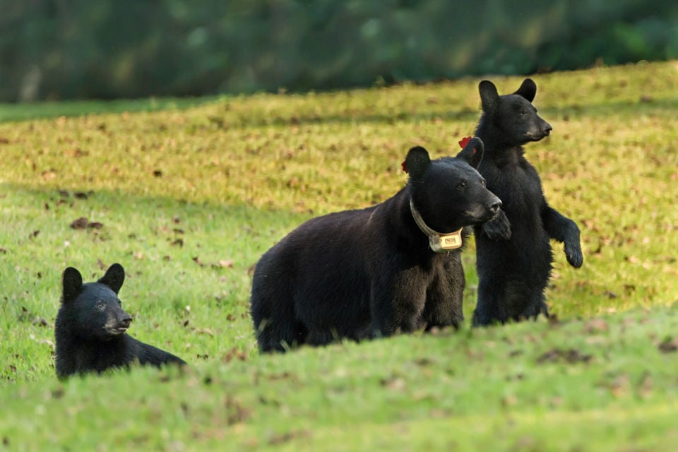 Louisiana Black Bears: An ESA Success Story – B&C Impact Series