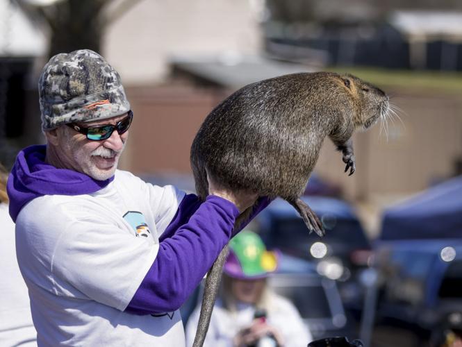 Swapped Rats Neuty the nutria, Louisiana's celebrity swap rat, has cancer | News ...