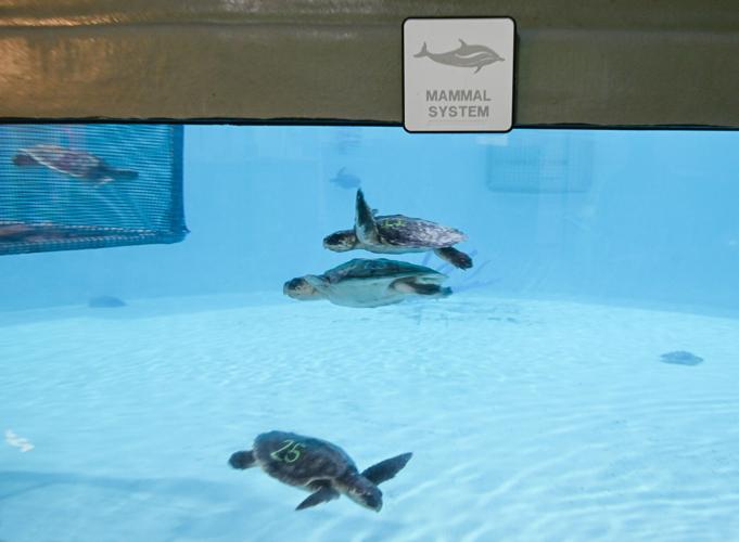 Audubon center offers life-saving care for endangered sea turtles ...