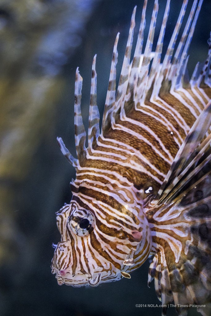 9 Diver with lionfish captured using Hawaiian sling.