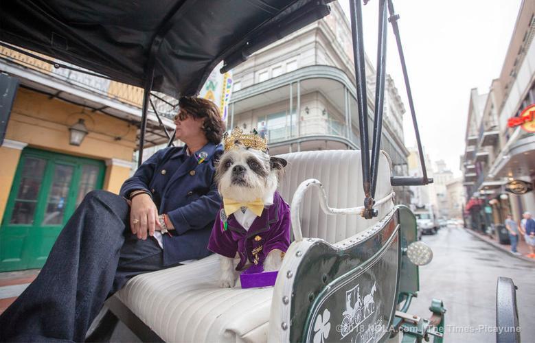 A lamb chop for Barkus royalty at Galatoire's in New Orleans, Hail