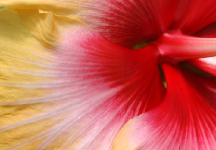 What's causing my hibiscus buds to drop off before opening? Dan Gill's