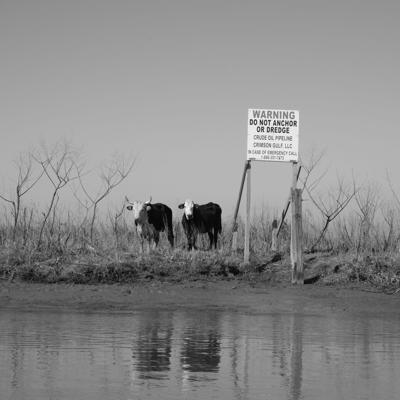 Marsh Cows Near Venice_01 (1).jpg