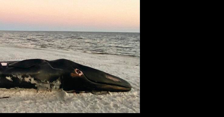 Dead endangered whale washes up on Pass Christian beach; 1st time it’s happened in Mississippi