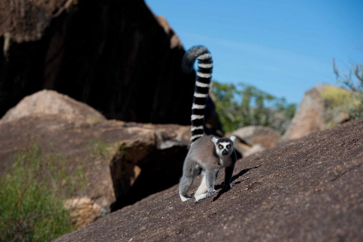 3d Imax Nature Doc Island Of Lemurs Madagascar Opens At