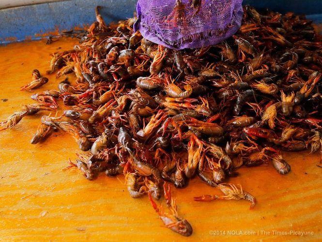 Boiled Crawfish In New Orleans