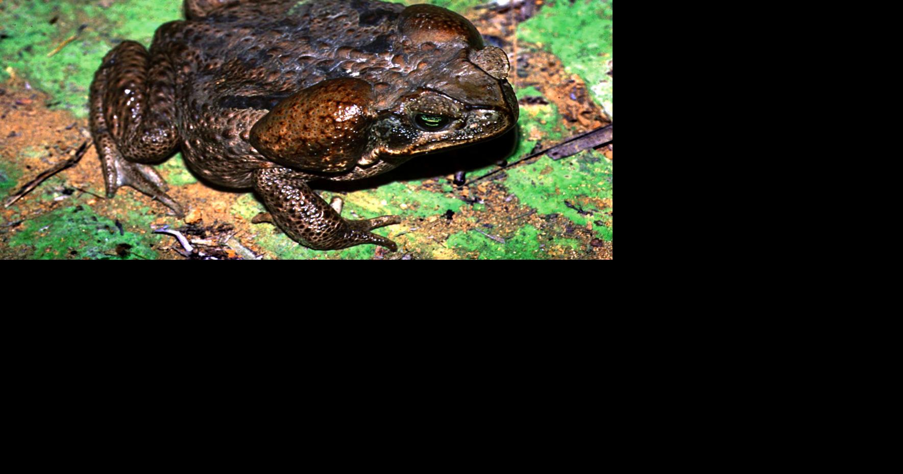 Poisonous Toads Are Plaguing This Town In Florida Report Environment 4550