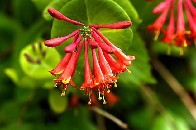 Coral honeysuckle deals