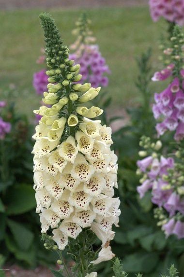 cream foxgloves