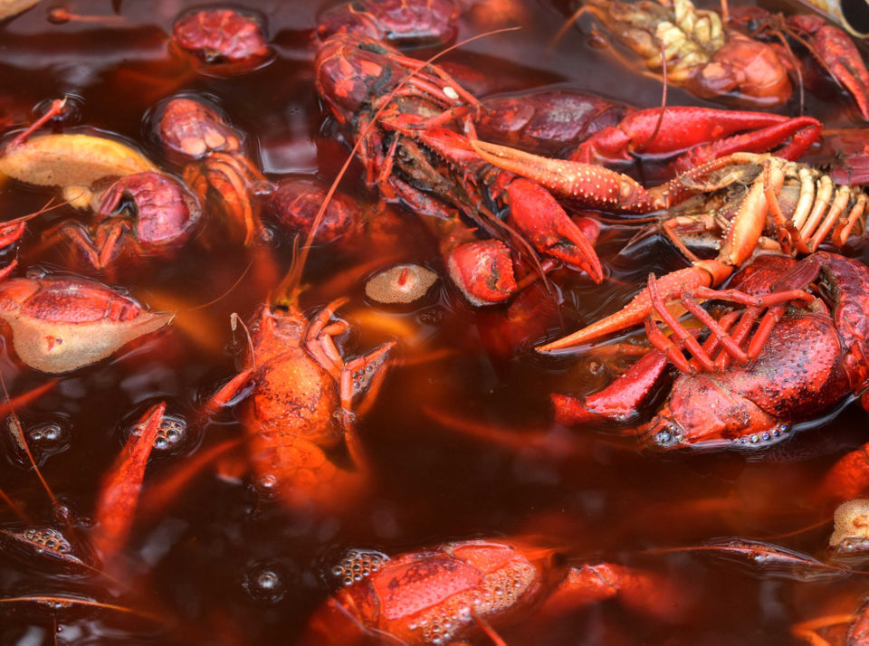 Hospice Crawfish Cookoff in Slidell Check out the photos One Tammany