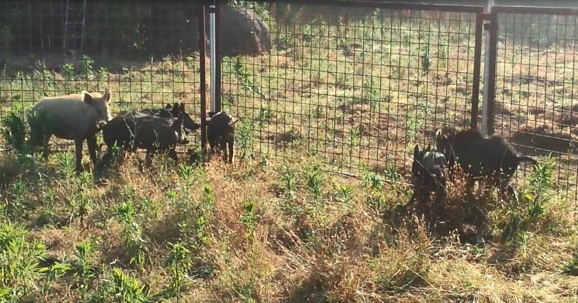 Night vision, drones and chemical warfare: how Louisiana is expanding its invasive hog arsenal