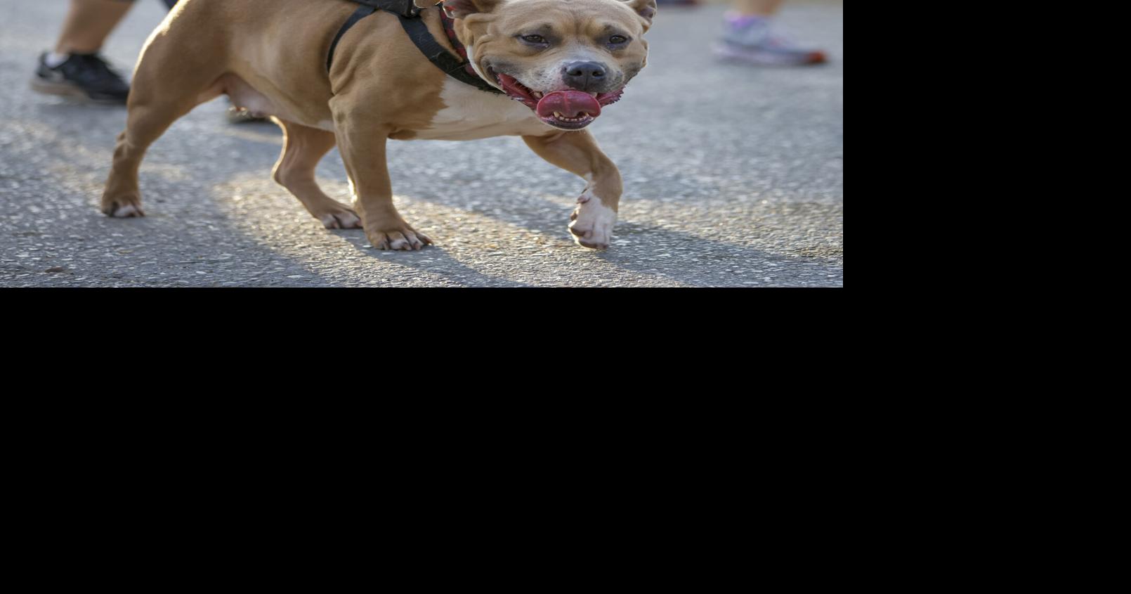 Photos: 5k event with pet second-line raises money for animal rescue ...