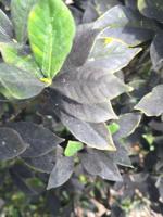 Sooty mold of whiteflies Gardenia.JPG (copy)