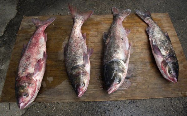 Louisiana business group questions plan to stop spread of invasive fish
