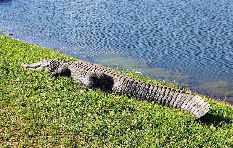 Giant alligator in Bayou St. John is trapped, not killed