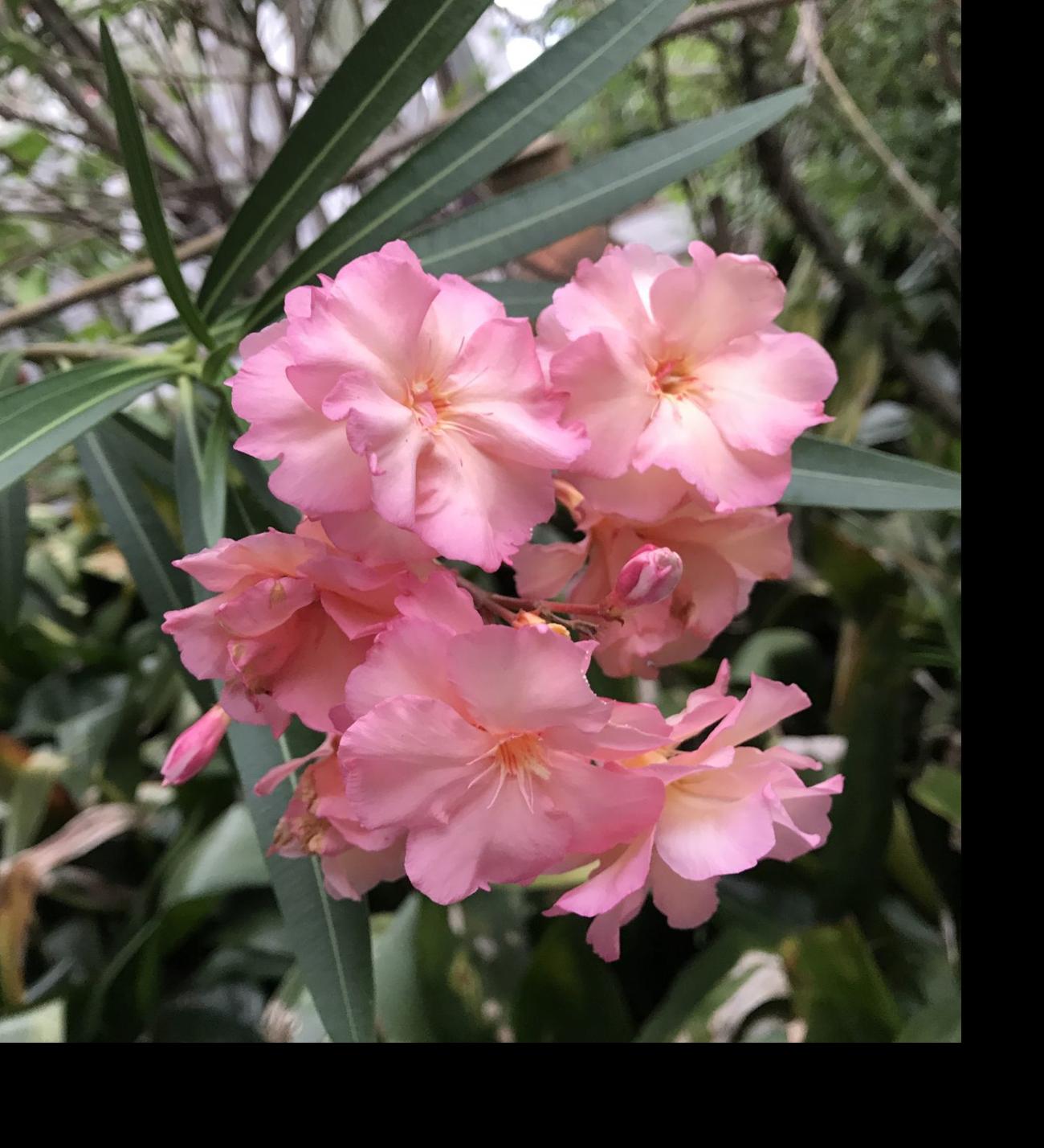Should You Cull Oleander From Yard It Can Be Poisonous But Only If You Eat It Home Garden Nola Com