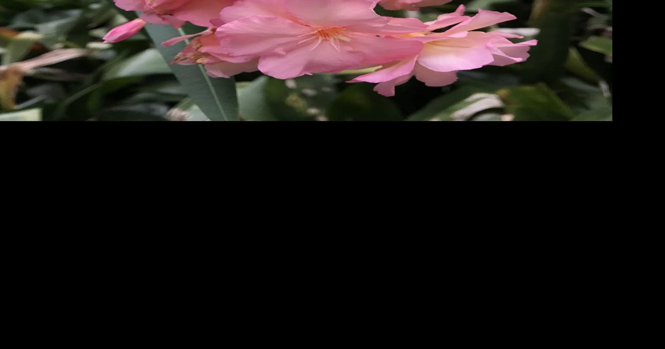 Should You Cull Oleander From Yard? It Can Be Poisonous -- But Only If You  Eat It | Home/Garden | Nola.com