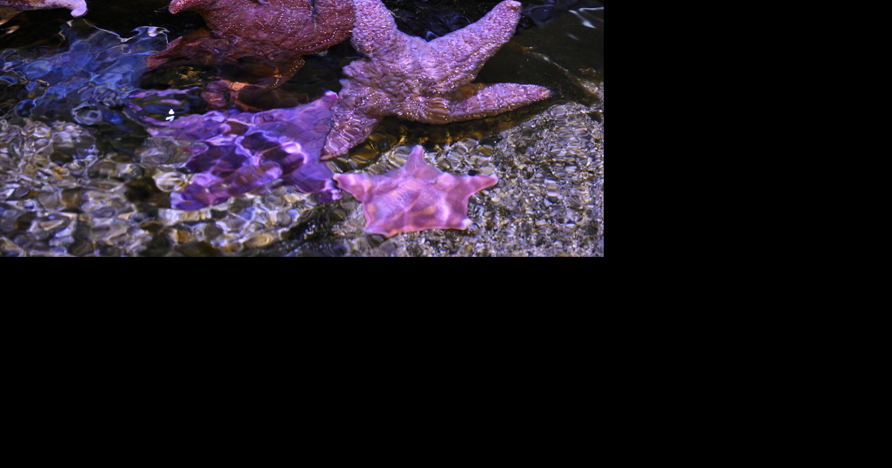 Why did dozens of dead starfish wash ashore in wake of Isaias? Here’s what to know.