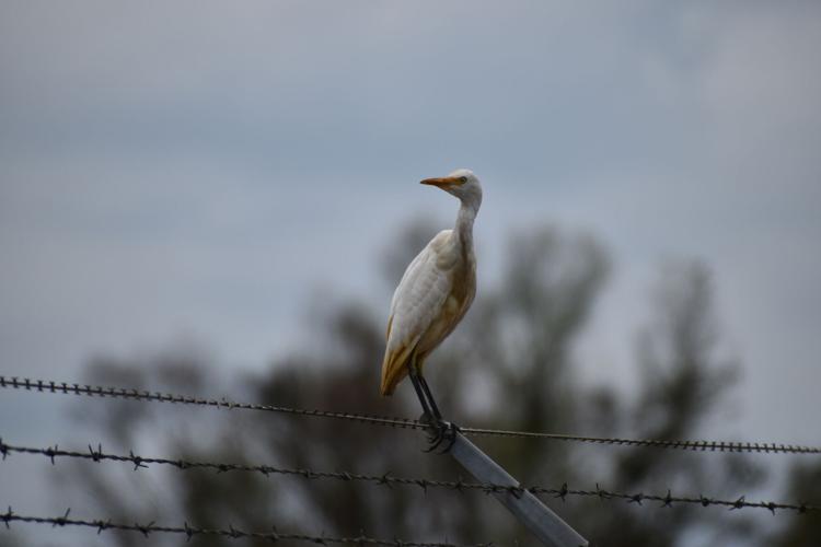 Oiled egret