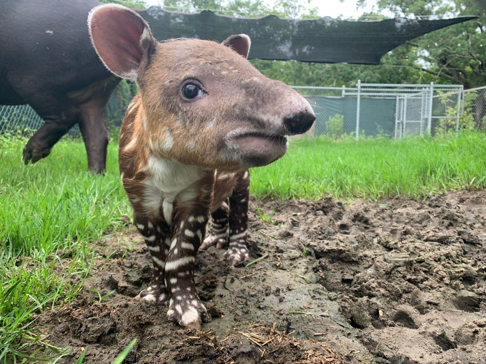 Audubon Zoo welcomes a Baird's tapir calf; see photos of the deer-like baby  animal | News 