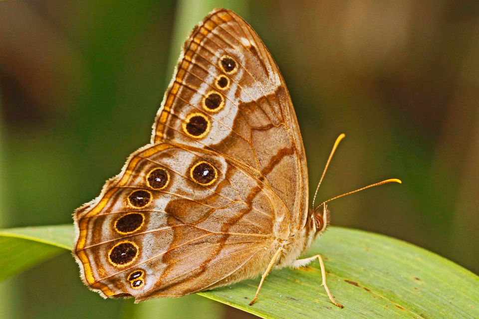 Louisiana butterflies See 28 winged beauties that call our state home Archive