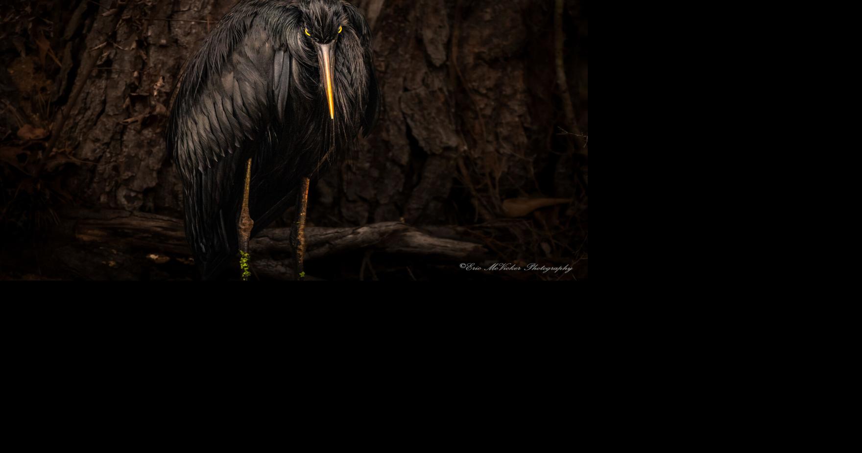 Faimon Roberts: The mystery around Slidell’s big black bird | Faimon ...