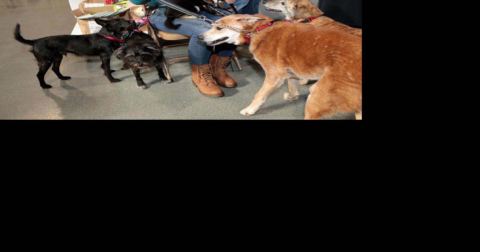 It’s time again for pets to visit the Woofstock clinic | St. Tammany community news