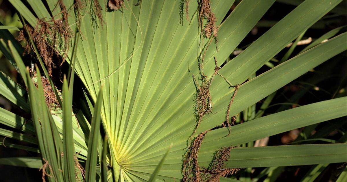 Wait until May to plant tropicals for pool landscaping, but use some evergreens as well | Home/Garden Wait until May to plant tropicals for pool landscaping, but use some evergreens as well | Home/Garden