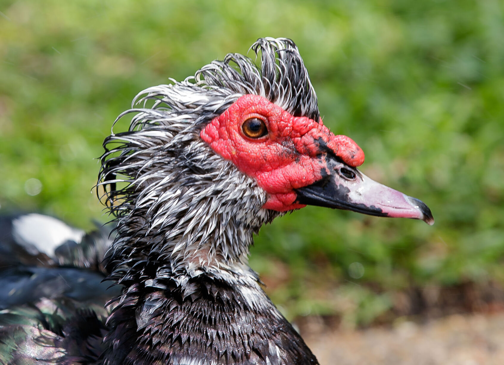 Get off my lawn': Neighbors prompt Jefferson Parish to quack down