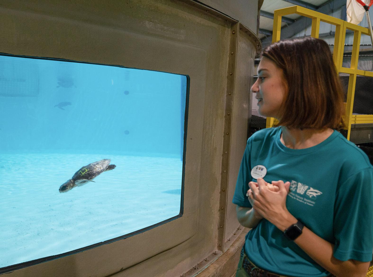 Audubon center offers life-saving care for endangered sea turtles ...
