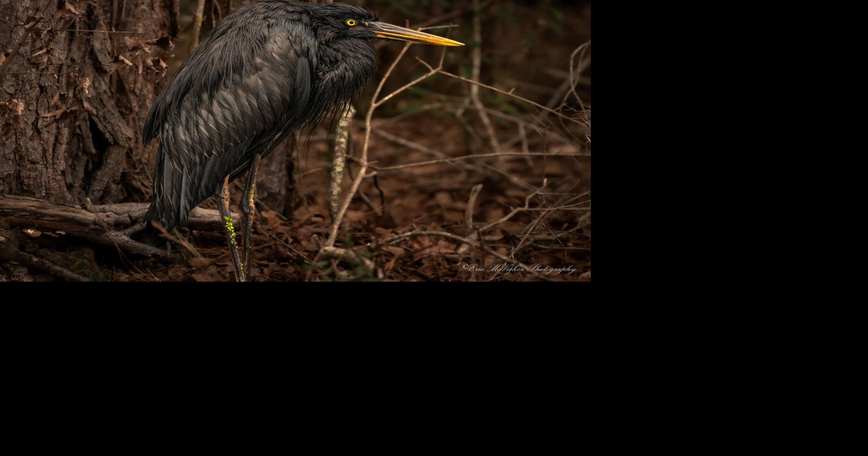 'Goth Heron' in Slidell was emaciated, possibly exposed to petroleum products, tests show