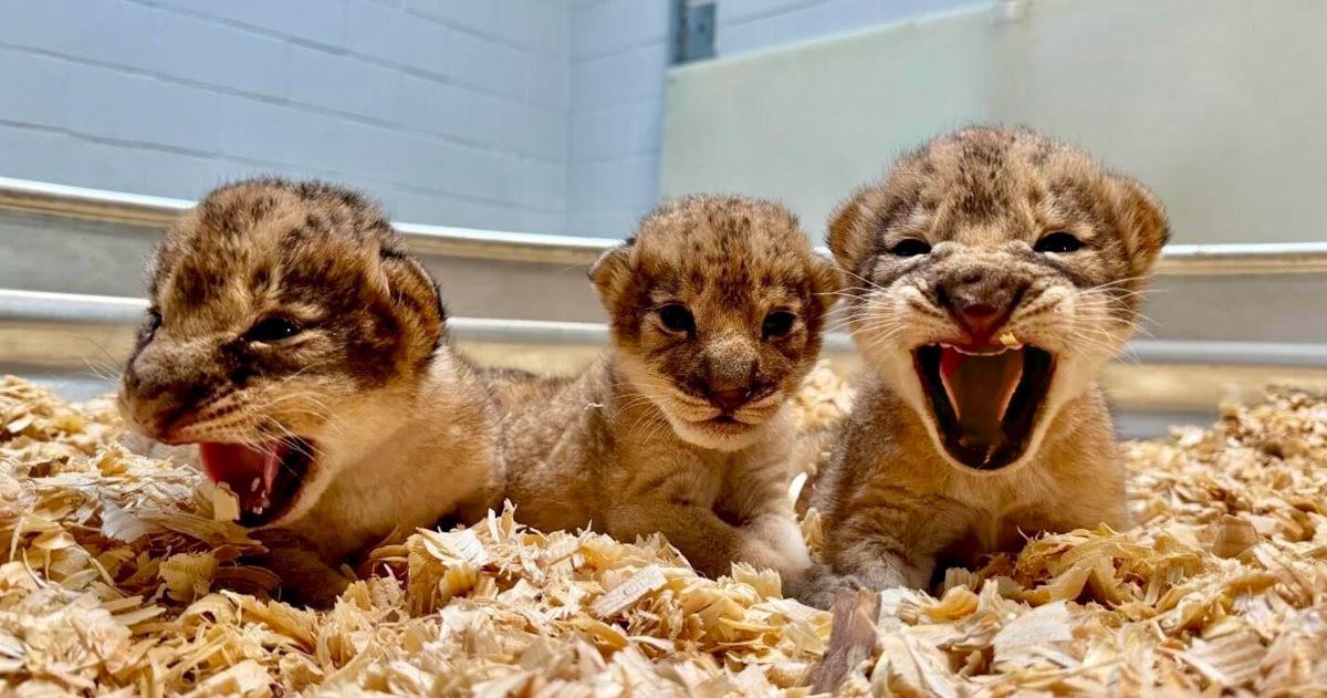 Three African lion cubs have been born at the New Orleans zoo, a first for Audubon