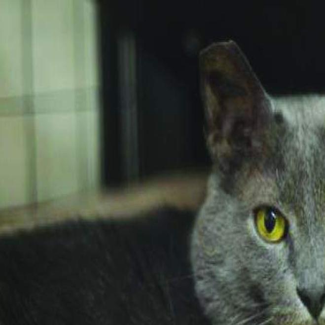 Animal Rescue Holidays Aren T Happy Days For Pets News Nola Com