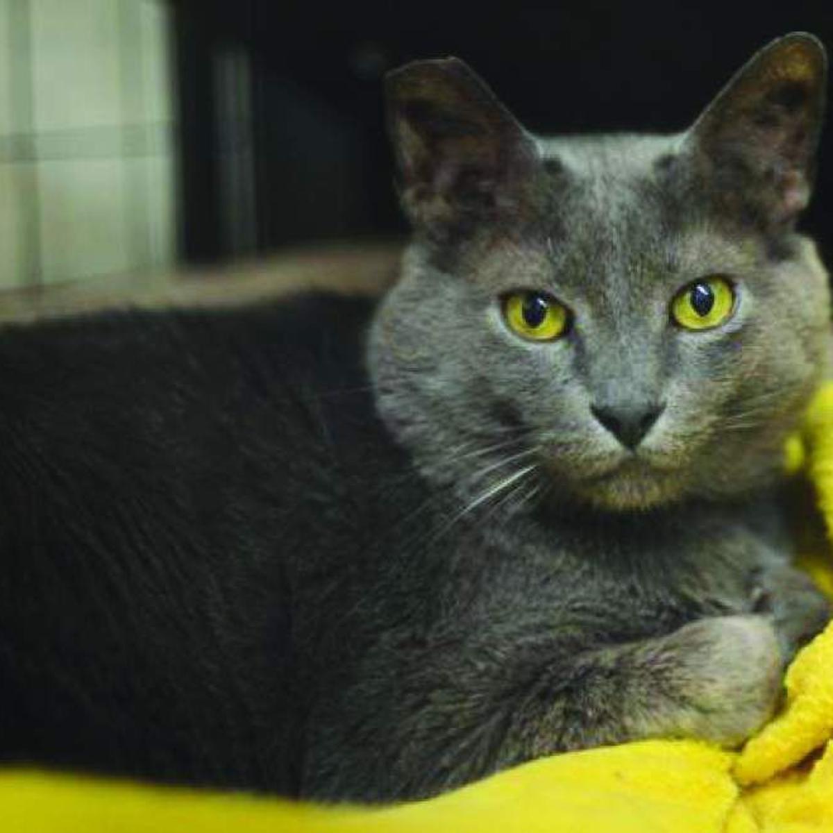 Animal Rescue Holidays Aren T Happy Days For Pets News Nola Com