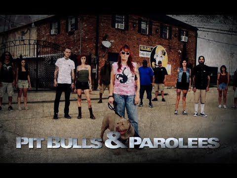 Check Out A Clip From The New Season Of Pit Bulls Parolees Movies Tv Nola Com The villalobos rescue center is the largest pit bull rescue in the usa, now located in new orleans, la. nola com