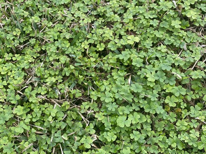 Treat lawn weeds now Dan Gill's advice Home/Garden