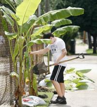 Banana Plants Answers To All Your Questions About Care Pruning