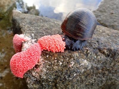 Apple snail and eggs