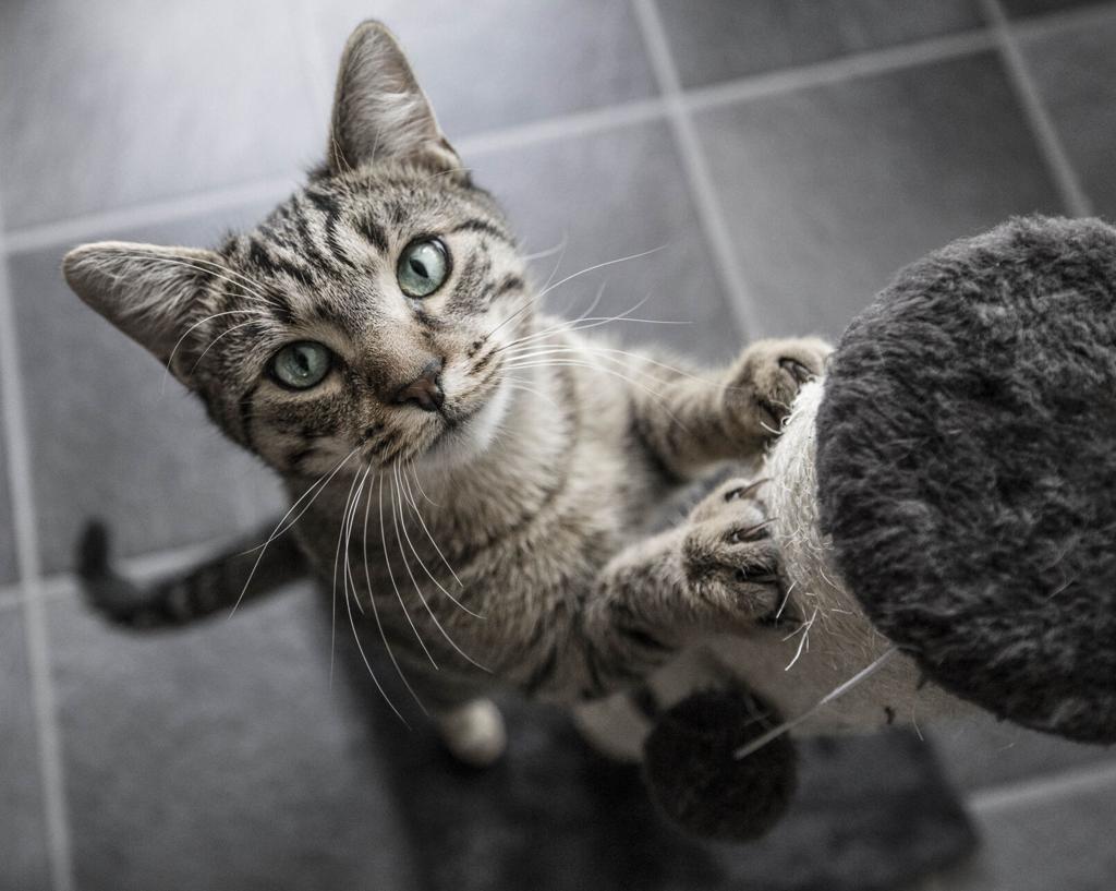 Adopting a cat for Christmas? Here are 4 tips to make the bonding process  easier. | Entertainment/Life | nola.com