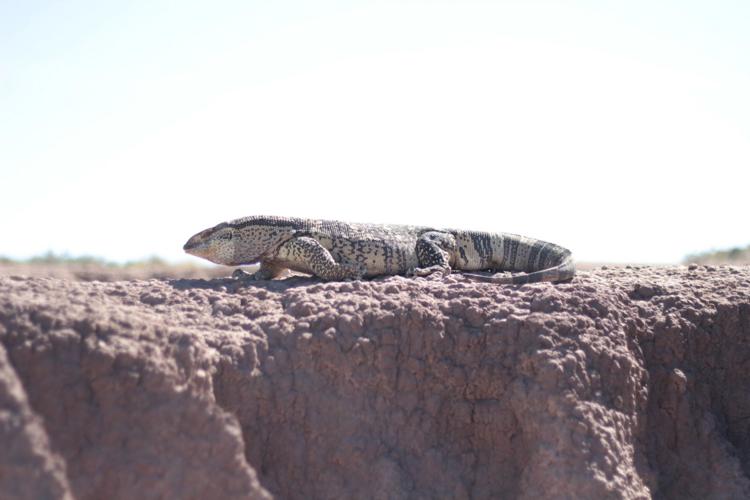 What's on TV Tonight? 'Your Inner Reptile,' 'American Idol,' 'Lucky