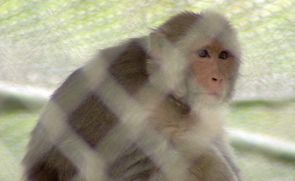Rhesus macaques in Florida expose parkgoers to deadly virus