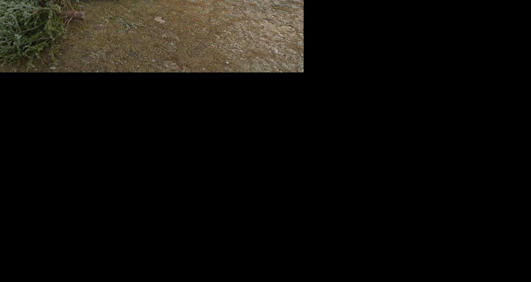 Parish government accepting Christmas trees for recycling St. Tammany community news