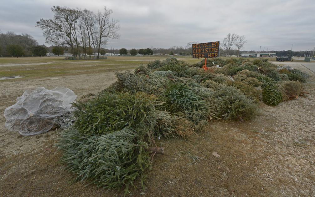 Parish government accepting Christmas trees for recycling St. Tammany