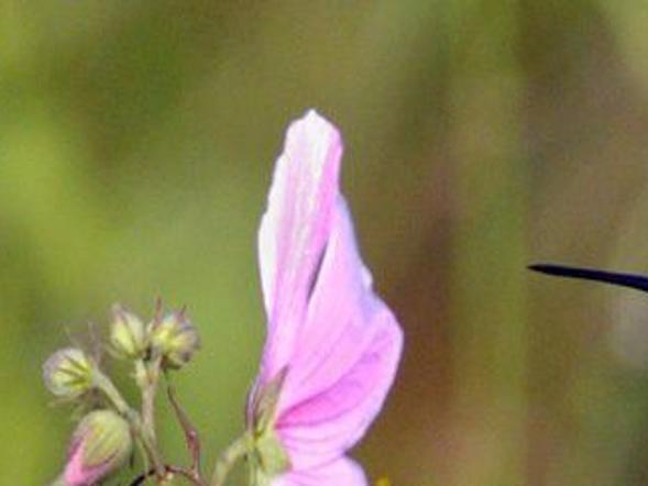 32 Plants To Attract Hummingbirds To Your Yard Home Garden Nola Com