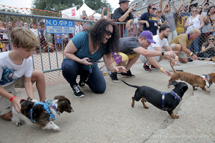 Dachshund Races draw crowd at Oktoberfest 2018: see photos | Louisiana ...