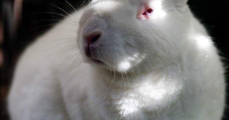 Easter photos with bunnies in New Orleans aid rabbit rescue | Entertainment/Life - Vimarsana News