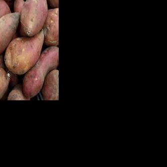 How do I cure sweet potatoes after harvesting to make them last? See Dan Gill's advice